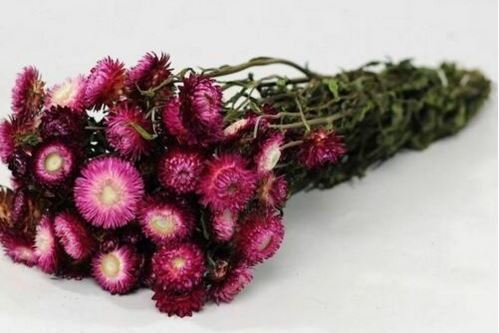 Bund Helichrysum Rosa