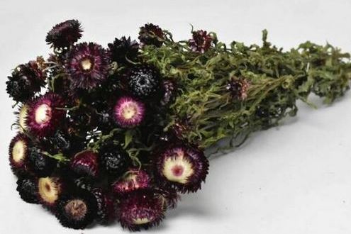 Bund Helichrysum Violett 45cm