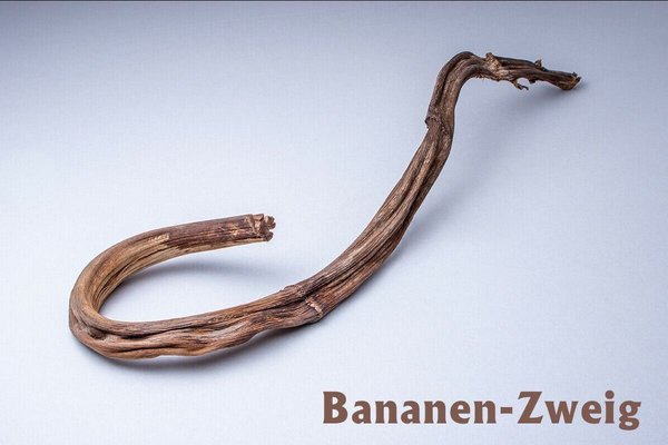 Bananen-Zweig 60-80cm