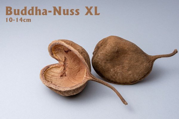 Buddha-Nuss XL 10-14cm
